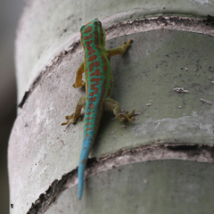 Phelsuma cepediana