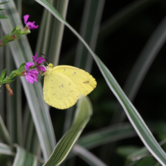 Eurema floricola ceres