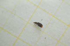 Salpingus planirostris