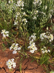 Phlegmatospermum cochlearinum