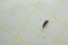 Salpingus planirostris