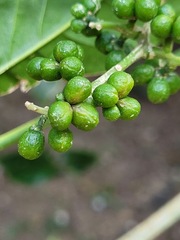 Melicope semecarpifolia