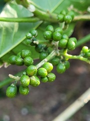 Melicope semecarpifolia