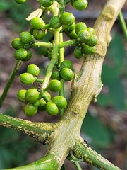 Melicope semecarpifolia