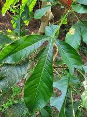 Melicope semecarpifolia