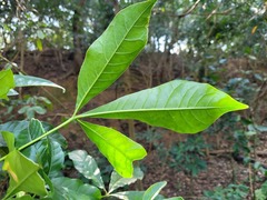 Melicope semecarpifolia