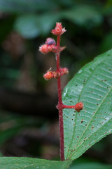 Miconia lappacea