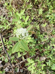 Trifolium alexandrinum