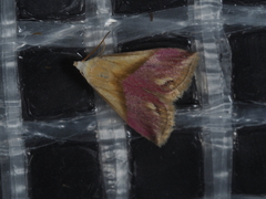 Eublemma cochylioides