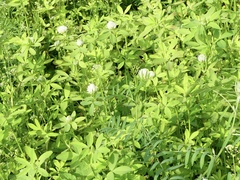 Trifolium alexandrinum