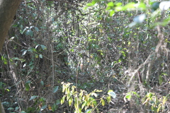 Pomatorhinus musicus