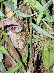 Platyplectrum ornatum