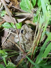 Platyplectrum ornatum