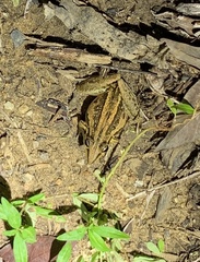 Litoria nasuta