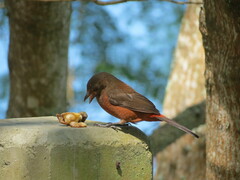 Ramphocelus bresilius
