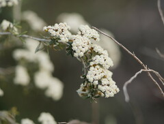 Ozothamnus secundiflorus