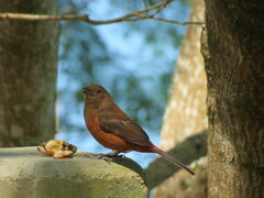 Ramphocelus bresilius