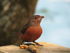 Ramphocelus bresilius