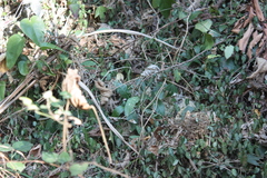 Eutropis longicaudata