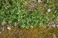 Asperula conferta