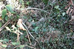 Eutropis longicaudata