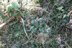 Eutropis longicaudata