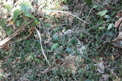 Eutropis longicaudata