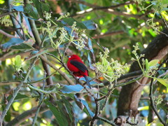 Ramphocelus bresilius