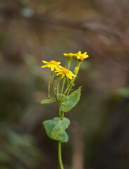 Senecio velleioides