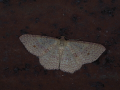 Epicyme rubropunctaria