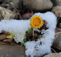 Tussilago farfara