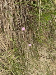 Convolvulus angustissimus