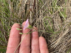 Convolvulus angustissimus