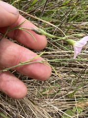 Convolvulus angustissimus