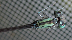 Pseudagrion coeleste coeleste