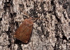 Conistra rubricans