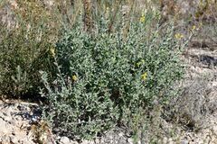 Anthyllis cytisoides