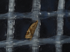 Euphona euphona