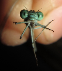 Pseudagrion coeleste coeleste