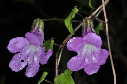 Image of Maurandya barclayana by (c) aacocucci, some rights reserved (CC BY)