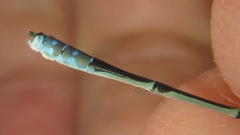 Pseudagrion coeleste coeleste