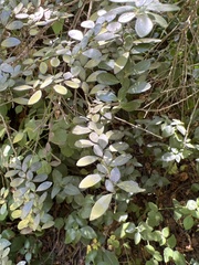 Azara microphylla
