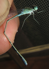 Pseudagrion coeleste coeleste