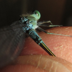 Pseudagrion coeleste coeleste