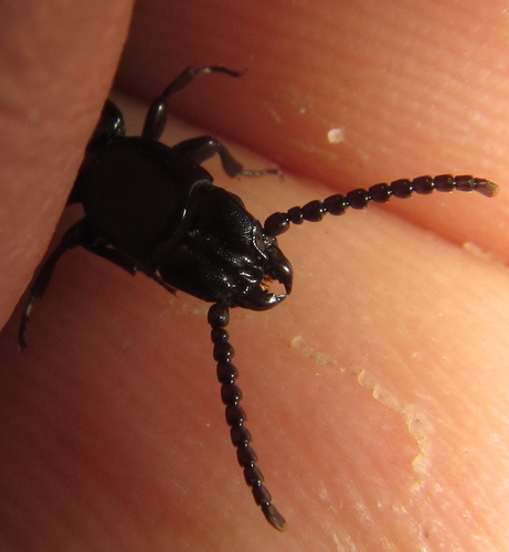 Passandridae