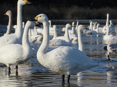 Cygnus columbianus bewickii