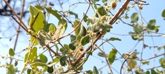 Cocculus hirsutus