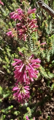 Erica abietina