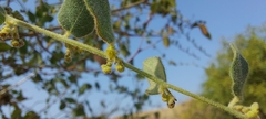 Cocculus hirsutus