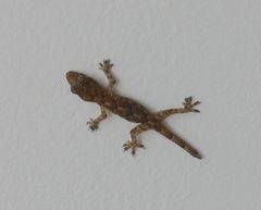 Hemidactylus mabouia